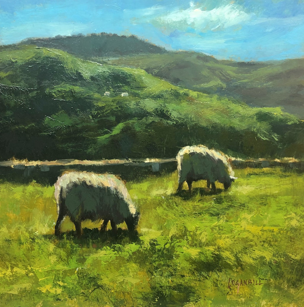 Sheep grazing in the early spring above Gauldrons bay. 